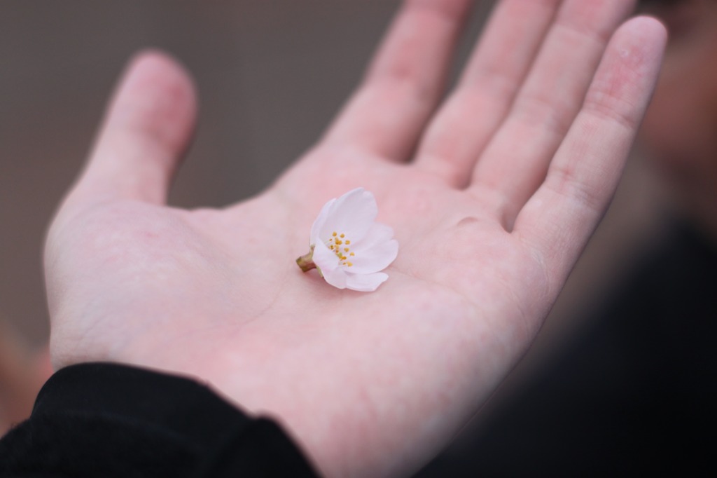 てのひらの春
