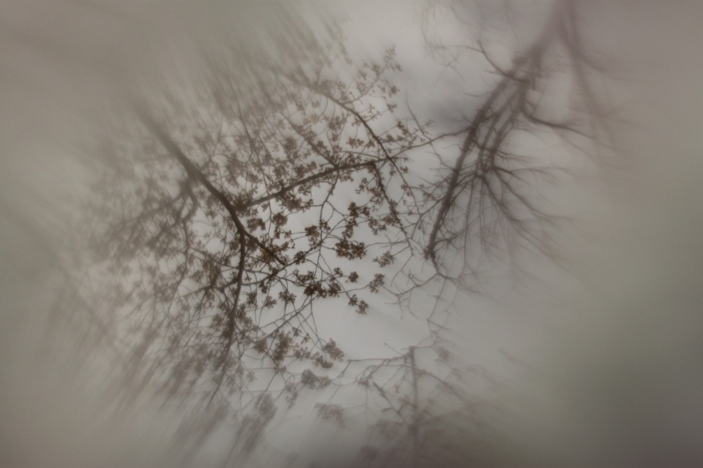 みずたまりのさくら