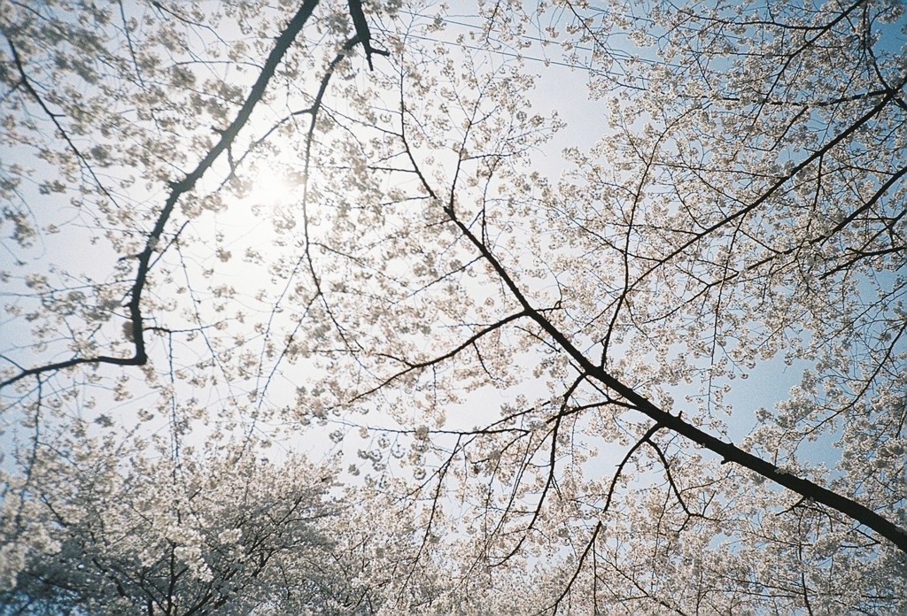 お花見日和