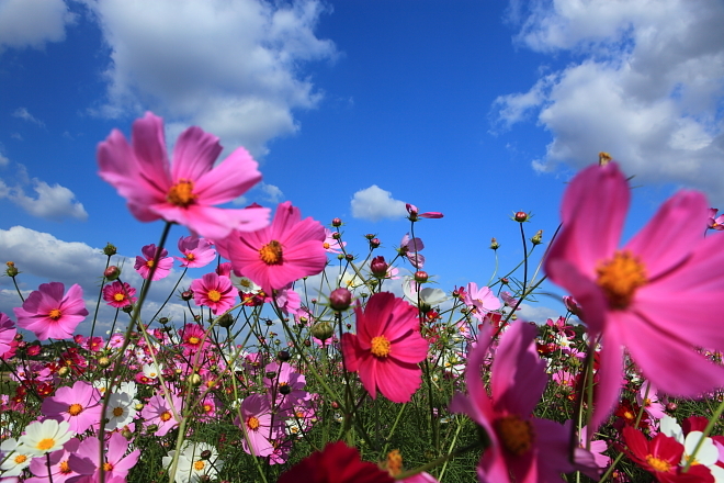 青空秋桜