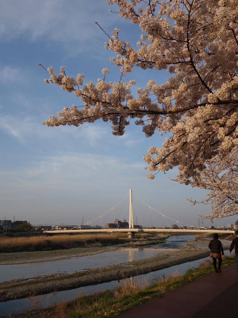 ふれあい黄桜1