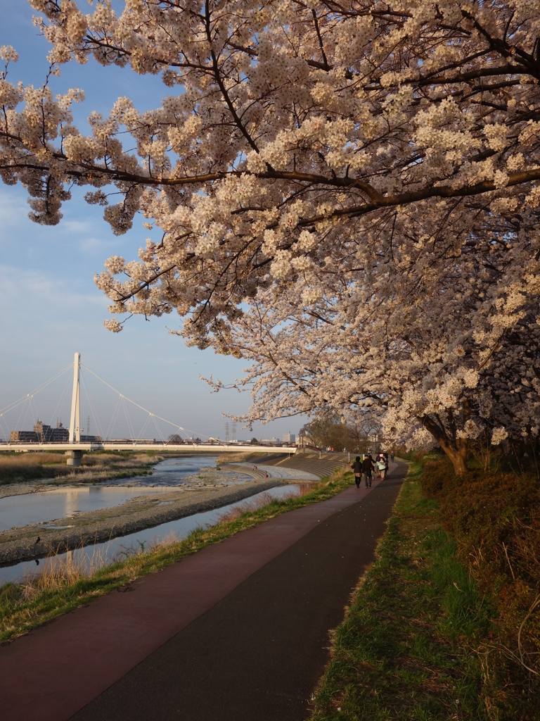 ふれあい黄桜2