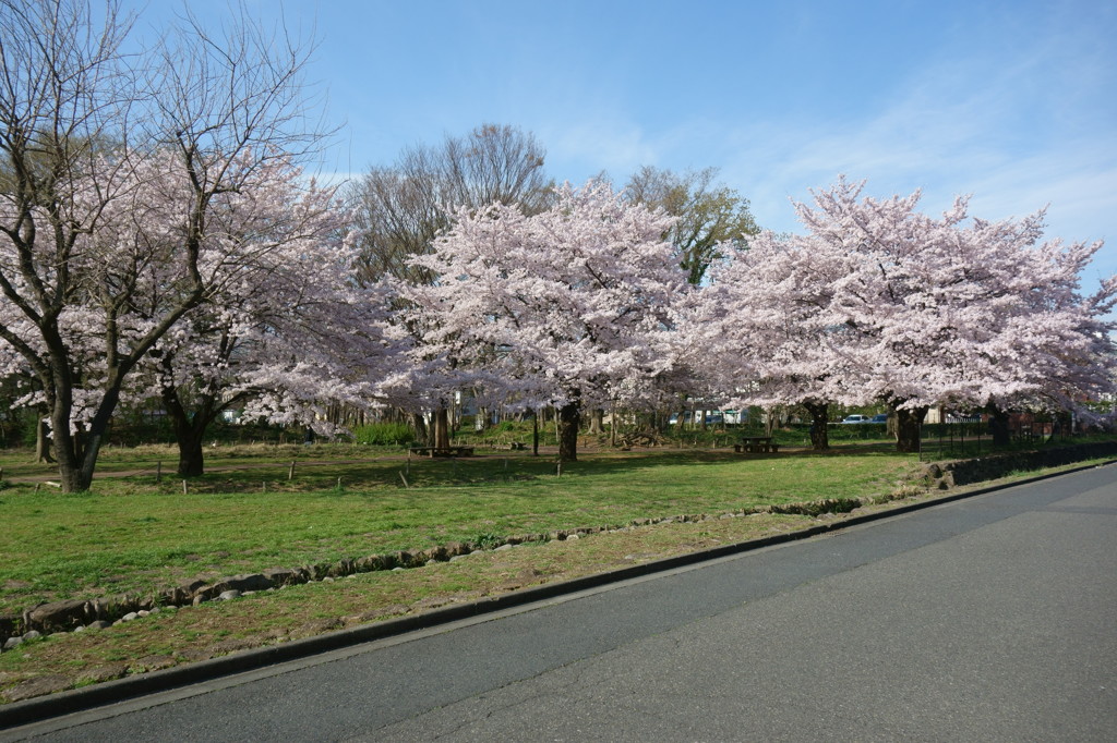 楽桜1