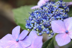 雨上がりの額紫陽花