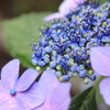 雨上がりの額紫陽花