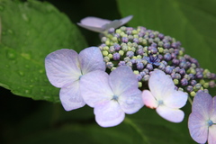 雨には紫陽花が似合う