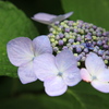 雨には紫陽花が似合う