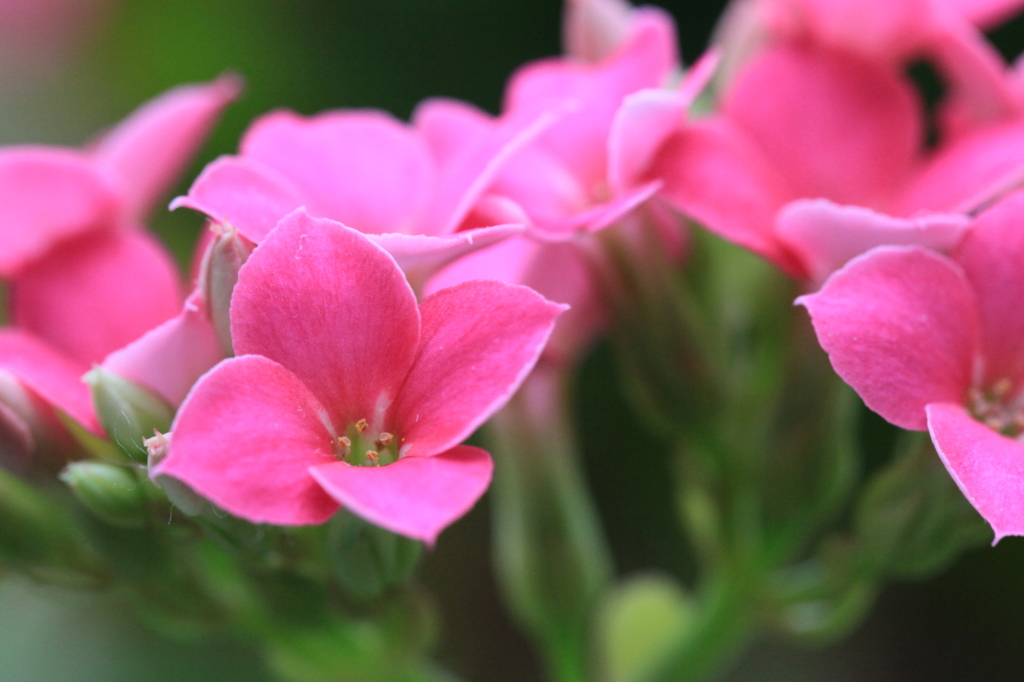 Kalanchoe