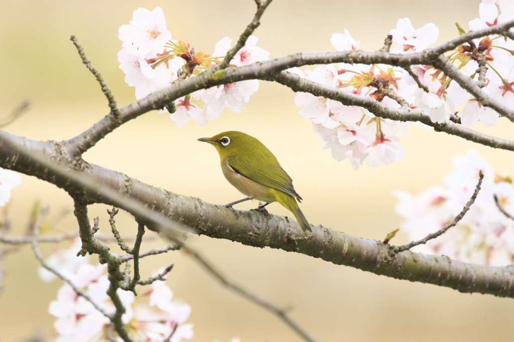 桜とメジロ