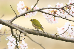 桜とメジロ