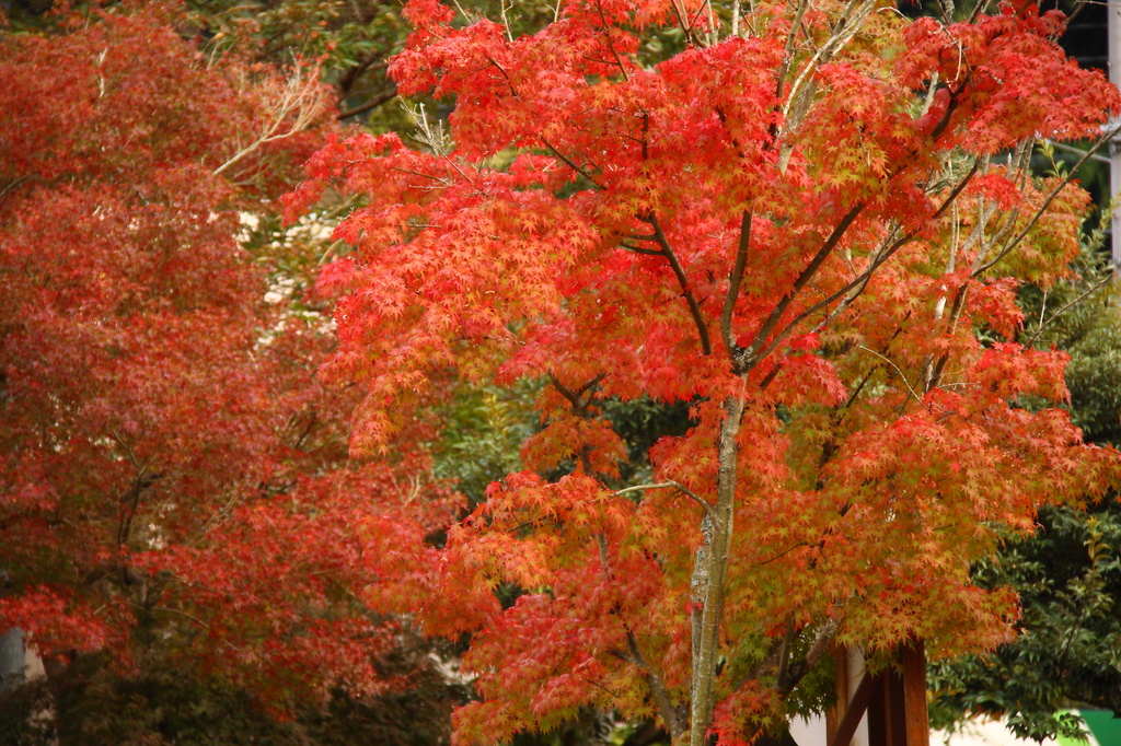 紅葉