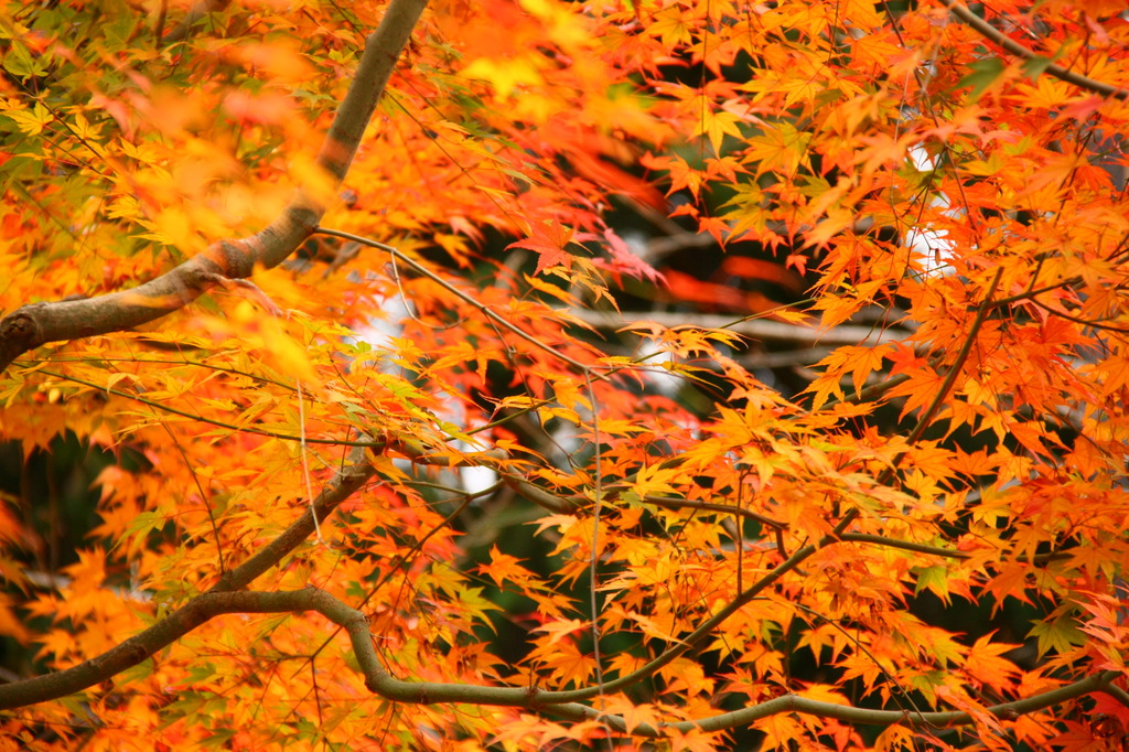 極楽寺山の紅葉