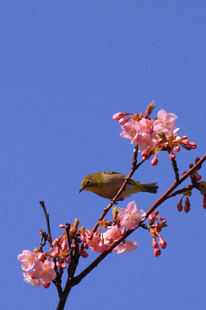 上関城山公園のめじろ