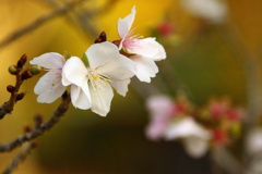 冬桜