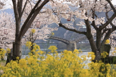 桜と菜の花