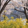 桜と菜の花