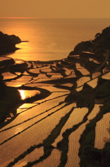 玄海町浜野浦の棚田