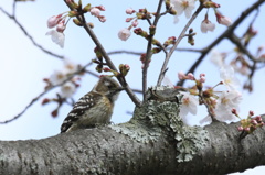 コゲラと桜