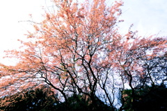 帯石観音のしだれ桜