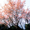 帯石観音のしだれ桜