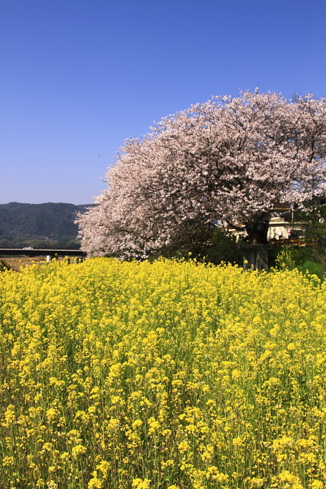 島田川の桜