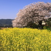 島田川の桜