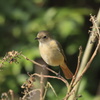 ♀ジョウビちゃん