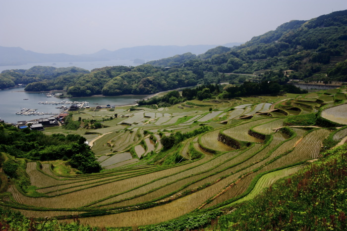 大浦の棚田