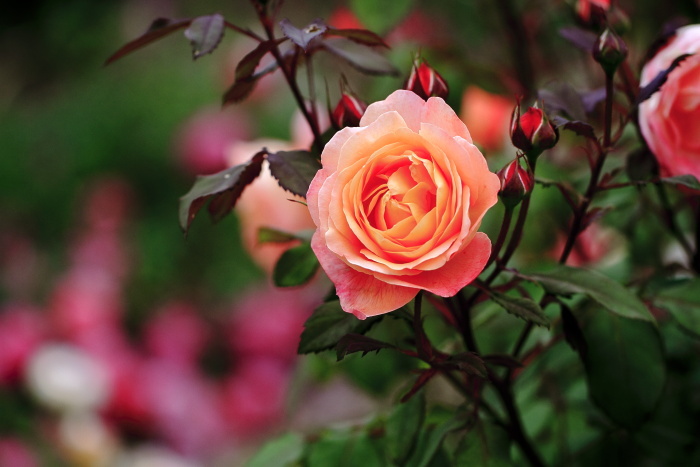 薔薇園