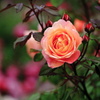 薔薇園