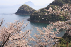 五条の千本桜