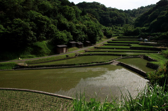 周南市の棚田