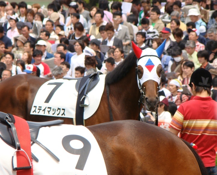 ステイマックス（ステイの仔）