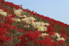 紅白の絨毯