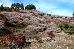 小原の四季桜と紅葉