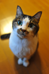 うちの猫