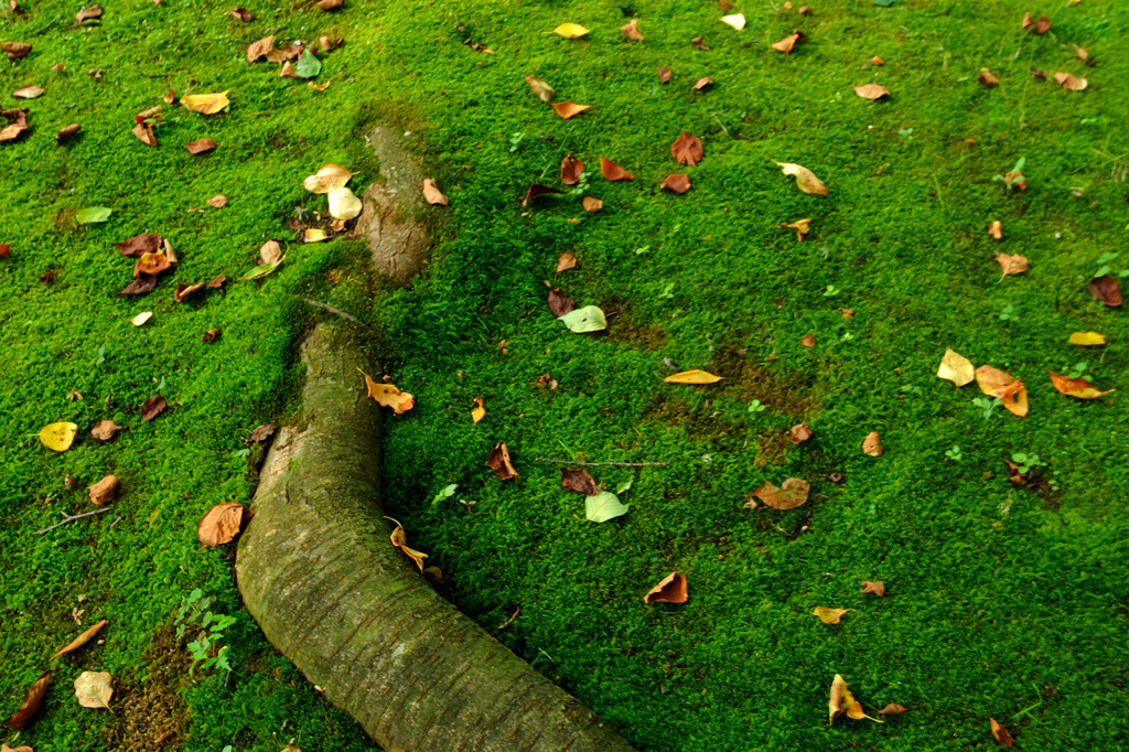 苔むす根