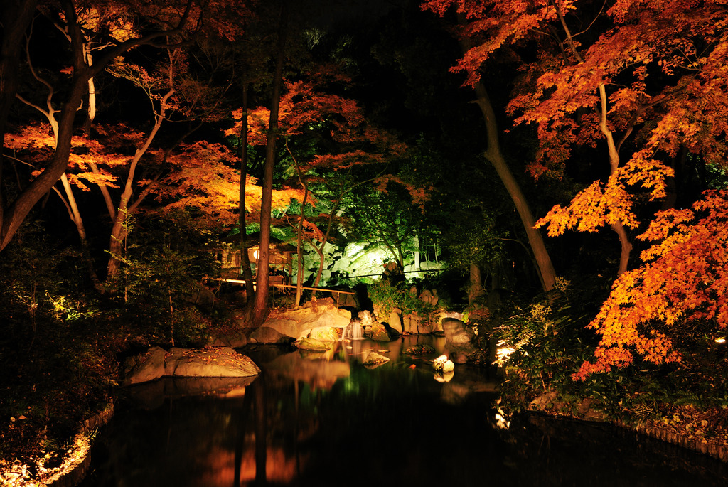 夜の紅葉