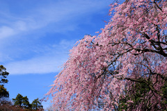 老桜