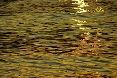 黄金色の海