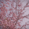 桜のキヲク_02