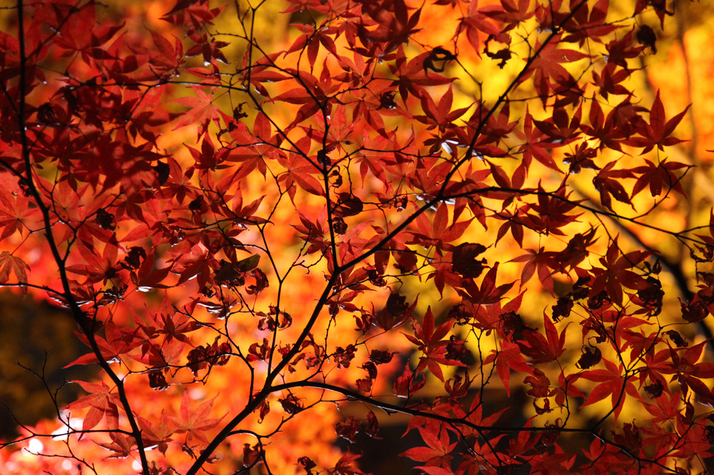 紅葉＠清澄庭園