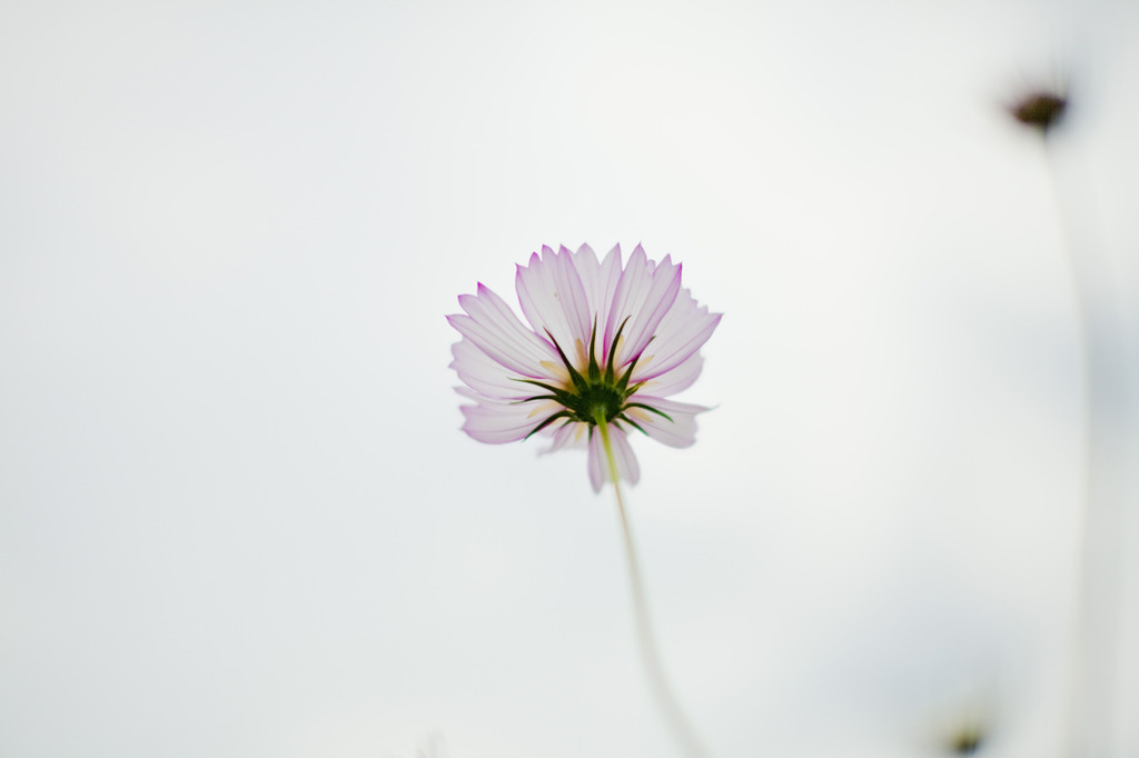 夢秋桜03
