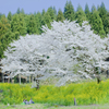 私たちだけの桜