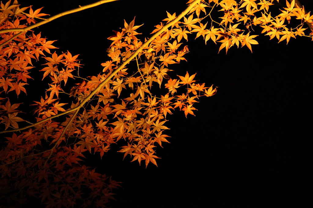 紅葉＠清澄庭園