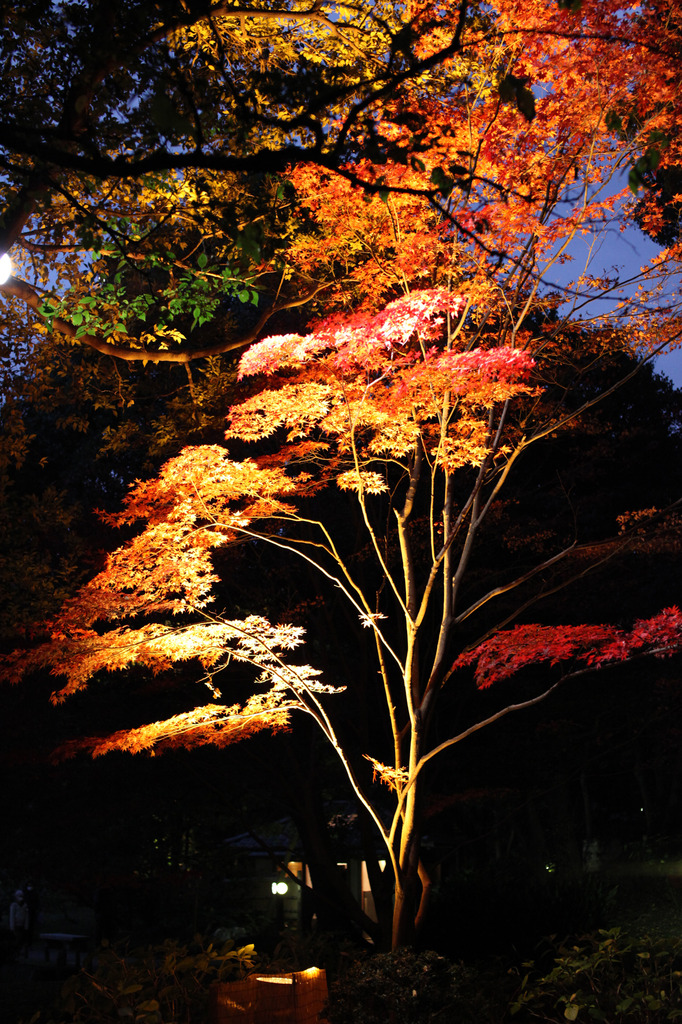 紅葉＠清澄庭園