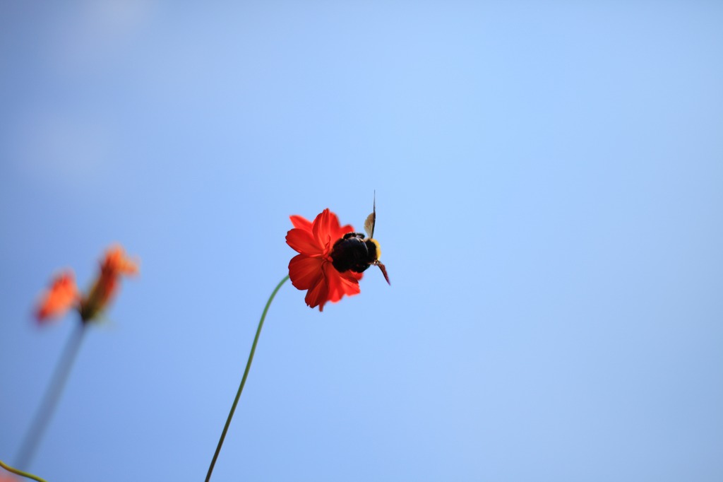 ハチ花