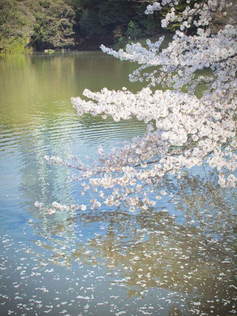 池に映る
