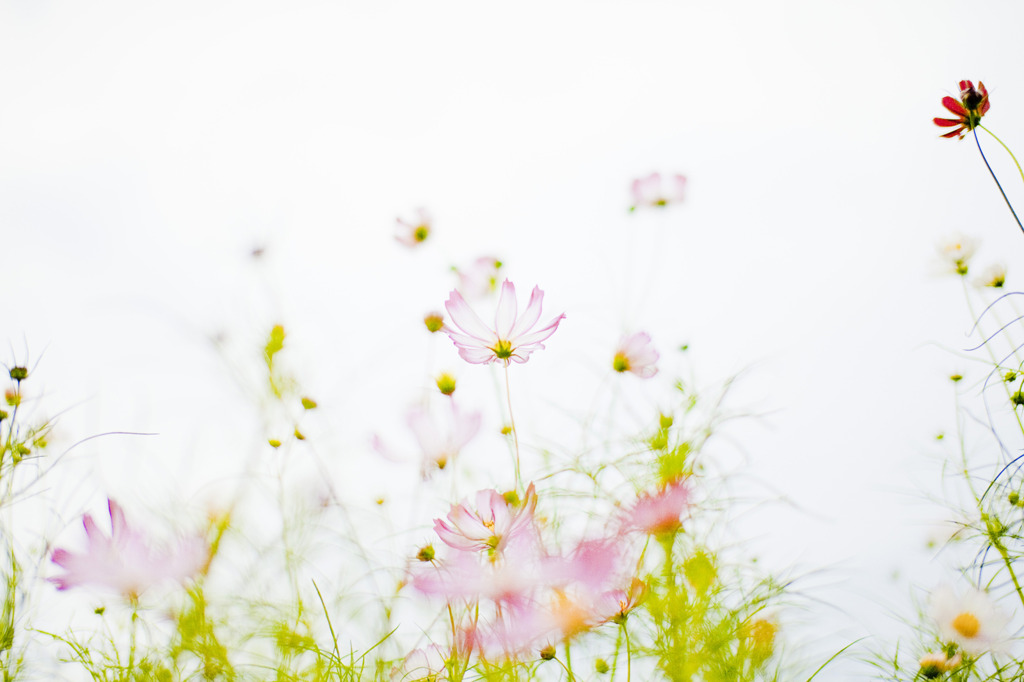 夢秋桜01