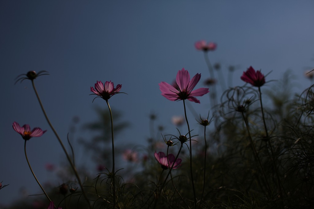 秋桜